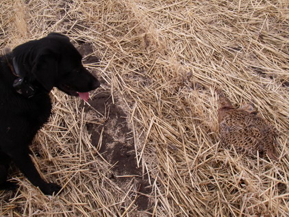 FIRST HEN COMP.jpg FIRST HEN COMP.jpg